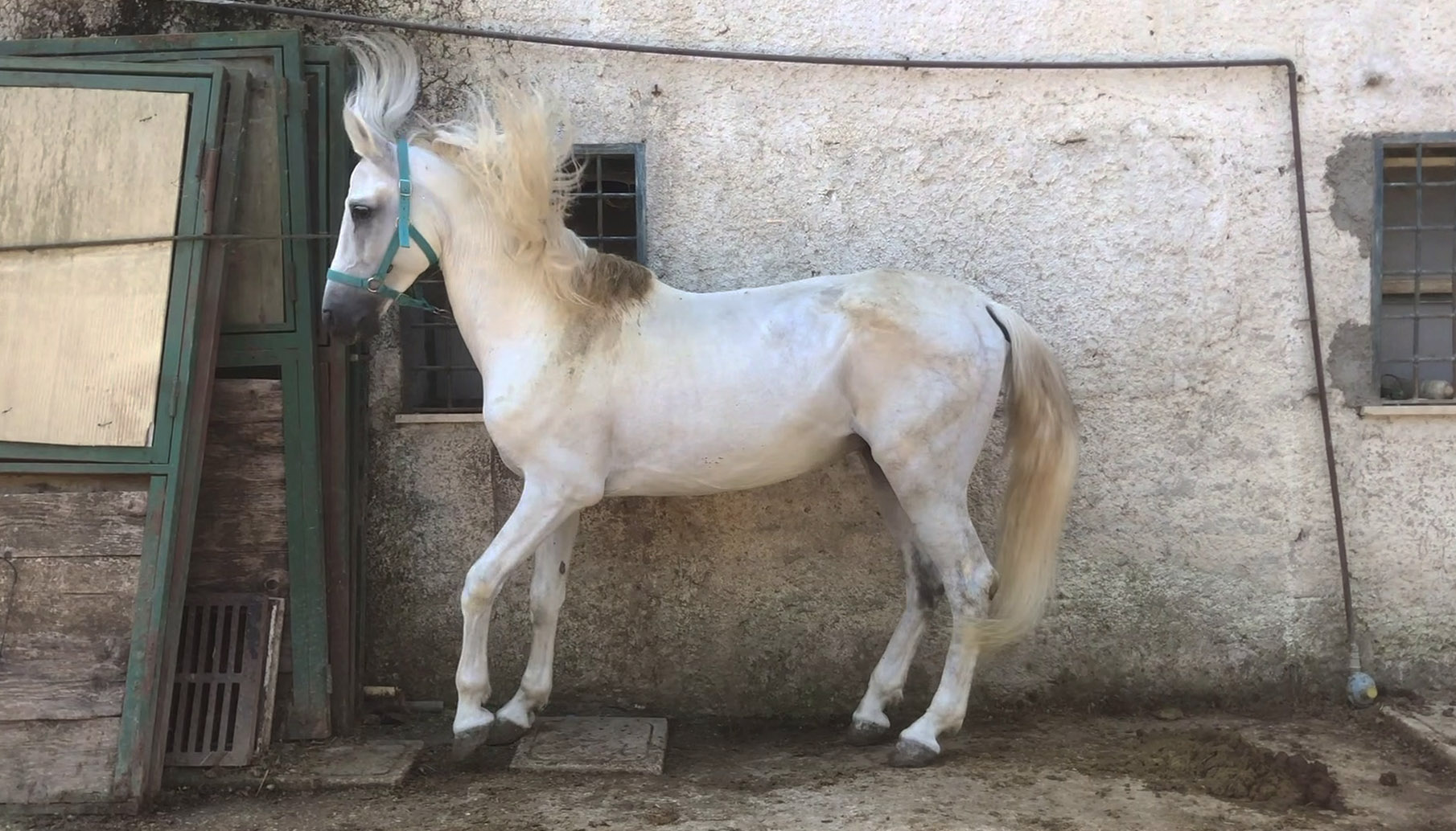 Thumbnail image of video artwork Hyperintention, feature a horse